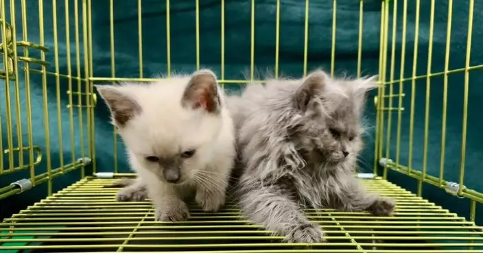 羅湖入境女旅客背包檢獲兩隻非法進口貓　被海關拘捕