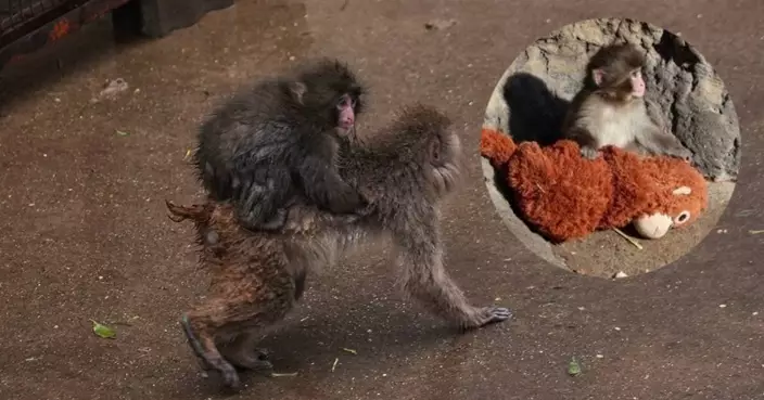 網紅孤兒獼猴Punch逐漸擺脫毛公仔融入猴群 粉絲見證成長嘆：大個仔