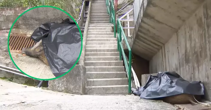 將軍澳野豬咬57歲女行山客後疑滾落長樓梯跌死 遇襲女子受傷送院