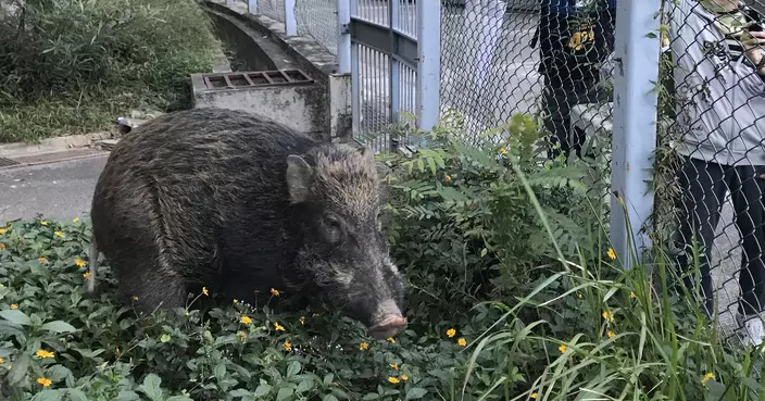 5野豬黃大仙竹園北邨出沒 漁護署先麻醉捕獲再遷移郊野放歸