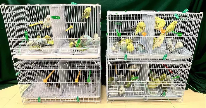 海關羅湖檢111隻懷疑非法進口雀鳥 33歲男子被拘捕　