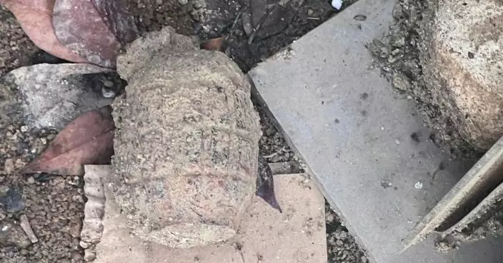 跑馬地有山坡發現戰時手榴彈　警方爆炸品處理課到場引爆