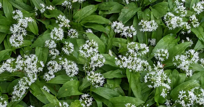偷菜狂賊！德國萊比錫驚現「野韭菜大盜」 幾日內連環偷採多達100公斤