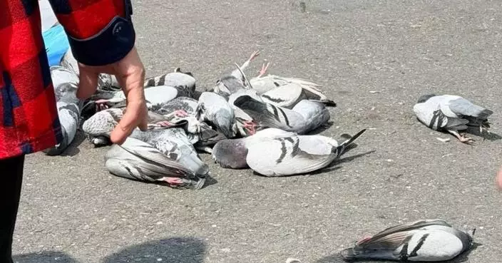 台婦疑不滿污染廟前落毒米殺鴿 3分鐘內24隻當場墜地斃命