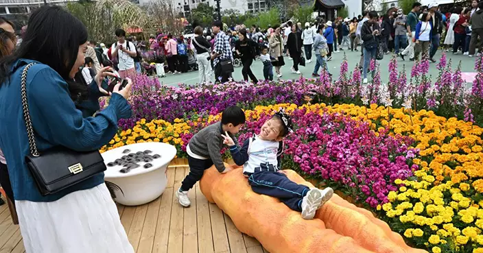 維園花展今起舉行展期至本月29日 逾萬株鬱金香砌成斑斕花海