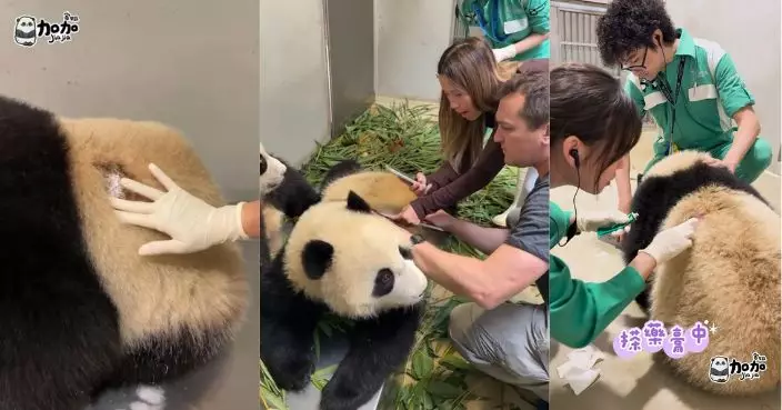 大熊貓加加背部甩毛 乖巧配合獸醫檢查獲讚 情況好轉毛髮逐漸長出
