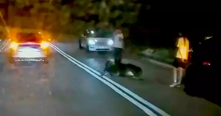 再有懷疑車撞牛事件 荃錦公路牛牛腳傷伏路上