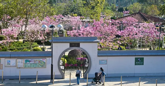 強化主題種植 全港多處現花海 沙田公園60棵紫花風鈴木成打卡熱點