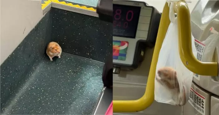九巴182路線驚見走失倉鼠 善心乘客捉拿交車長望尋主人獲讚