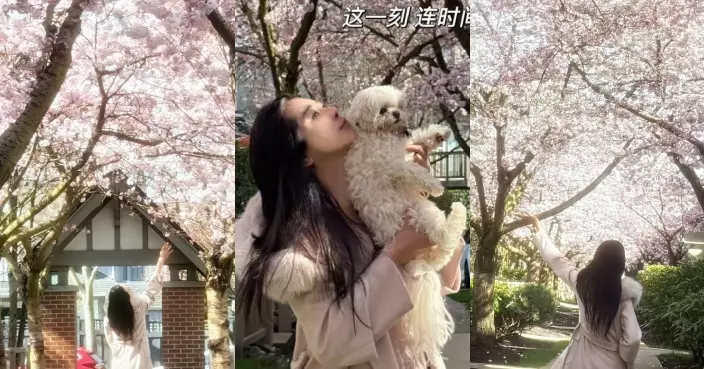 王祖賢和春天有個約會 抱愛犬賞櫻畫面唯美又浪漫