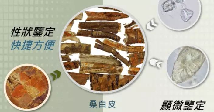 政府中藥檢測中心完成皮類中藥鑒定項目 助業界及市民辨別外觀相近飲片