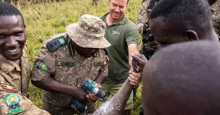 烏干達重新引入犀牛至保護區 結束1983年絕跡歷史