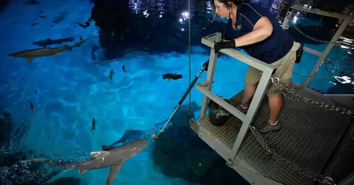 拉斯維加斯水族館鯊魚每周鯨吞逾百公斤高級魚鮮 壽命遠超野外同類