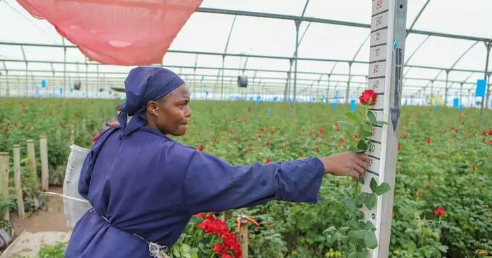 伊朗戰火衝擊肯尼亞花卉業 每周損失逾百萬美元