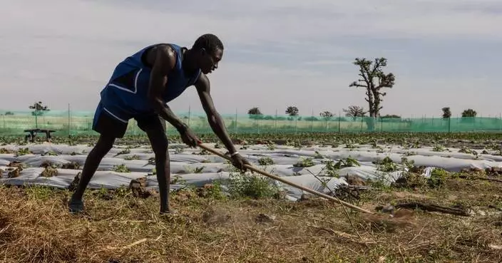 西非農民轉用TikTok推銷農產品 社交媒體助農業形象轉型