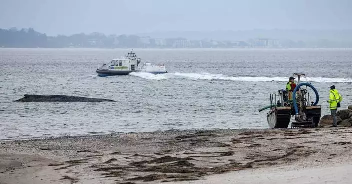 德國波羅的海擱淺鯨魚脫困 專家憂未真正安全