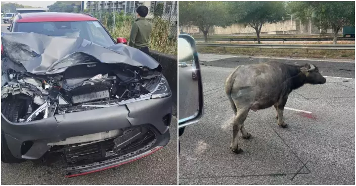 青朗公路有牛隻捱撞重傷徘徊 元朗一帶交通擠塞