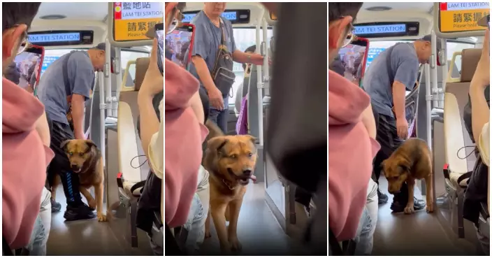 奀皮金鏈狗狗誤闖九巴上層 兩熱心男乘客化身「談判專家」力勸落車　