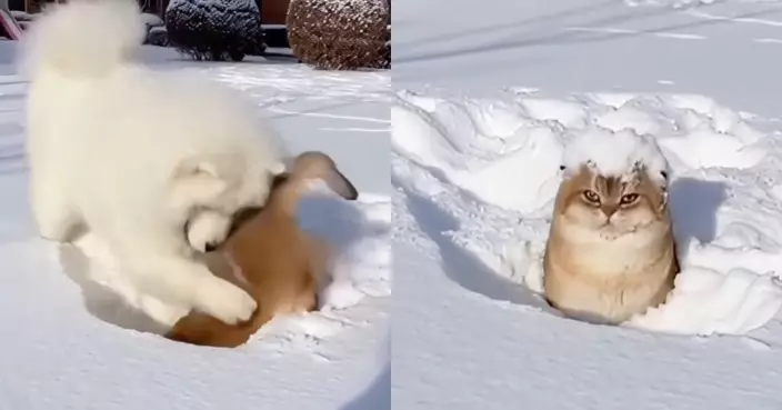 可愛天使瞬間翻臉！薩摩耶雪地設陷阱整胖橘 得逞後迅速逃離「犯罪現場」