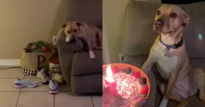 黃狗生日遭全家冷落 委屈傷心趴梳化啜泣 見飼主端出蛋糕瞬間興奮起飛