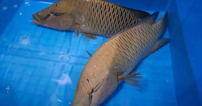 漁護署於樂富一食肆檢獲兩條市值約1.7萬元活生蘇眉 涉非法售賣瀕危物種