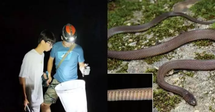 浙江17歲學生揭「筷子蛇」新物種 論文登SCI