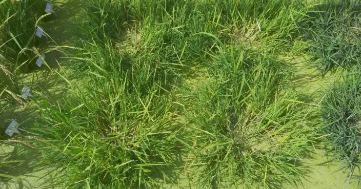 告別年年插秧！中國科學家培育出「長壽水稻」　一次播種多年收穫