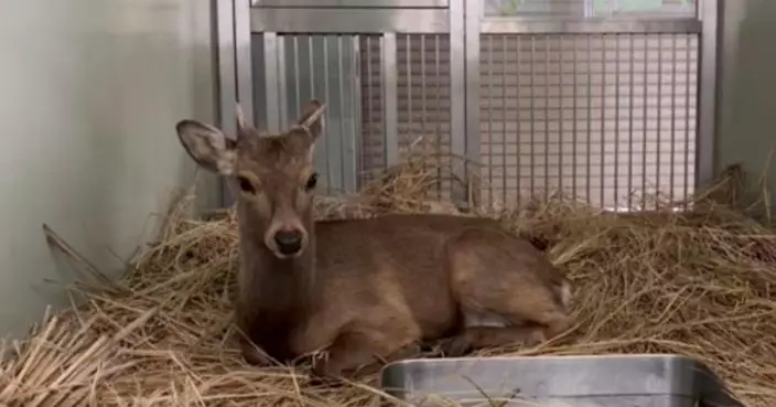 奈良迷路鹿大阪落腳！市長發起改名投票 打造專屬空間