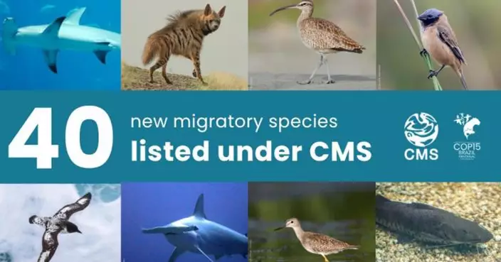 聯合國批准40新物種受保護   《哈利波特》雪鴞列入國際保育名單