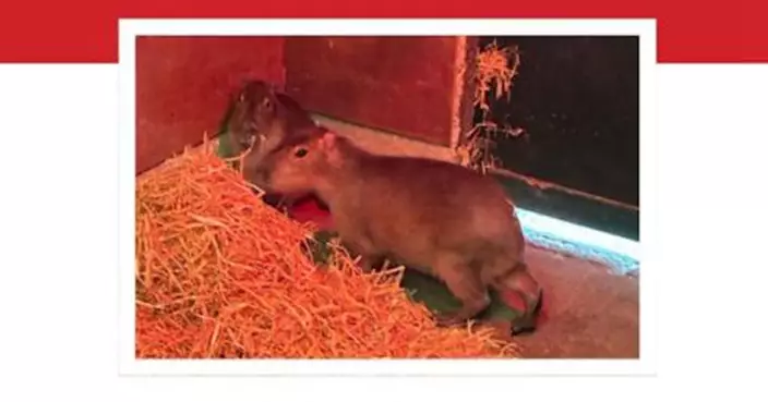 英國水豚逃脫2週未歸成「逃亡明星」！橫跨公路避電網　悠閒曬太陽引熱議