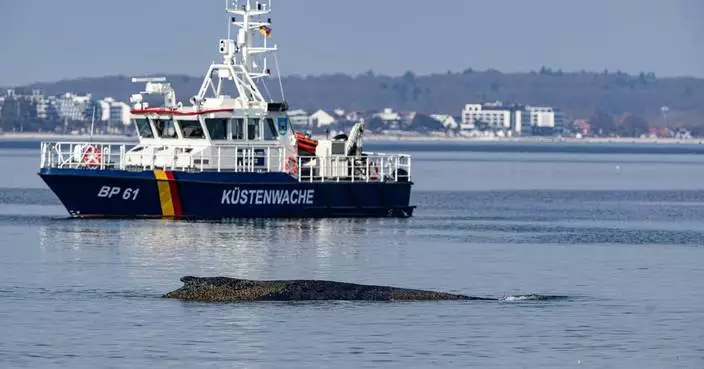 德國波羅的海座頭鯨擱淺 救援隊連日搶救仍未成功