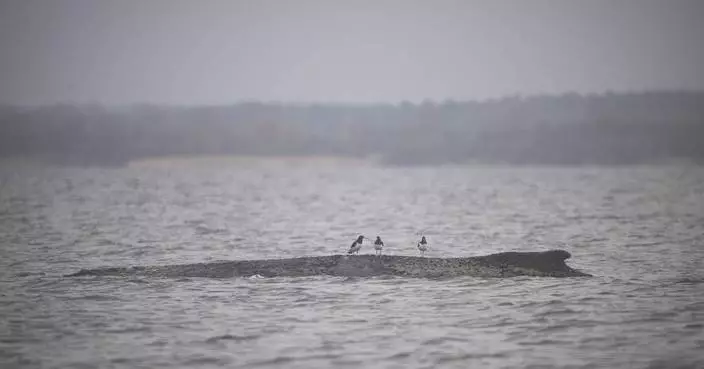 波羅的海擱淺座頭鯨脫困 仍面臨數百公里歸家路