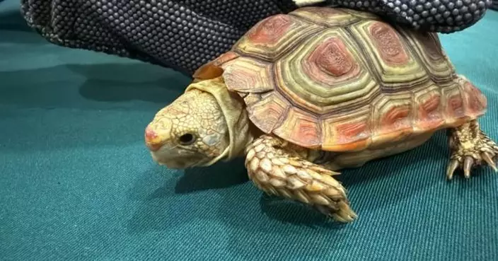 海關在機場檢獲5隻疑受管制瀕危活龜　市值約3.9萬元