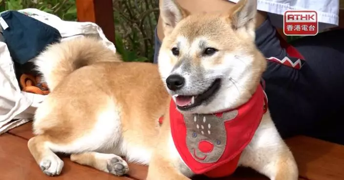 狗隻入食肆措施料5月8日生效　首階段予逾20平方米餐廳申請