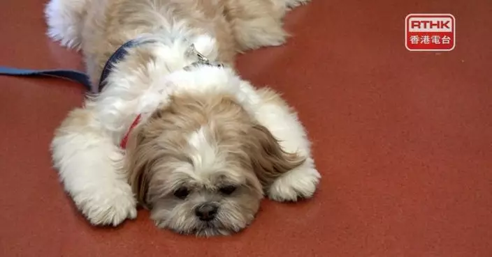 政府刊憲修例讓狗隻可進入及逗留食物業處所