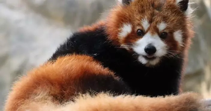 海洋公園雌性小熊貓「柔柔」離世　終年17歲