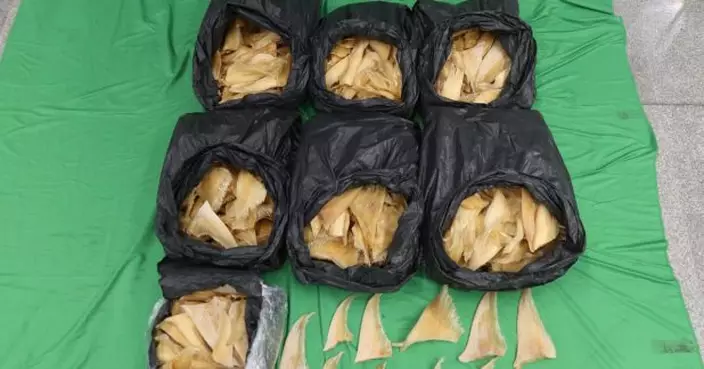 行李藏52公斤受管制瀕危物種乾魚翅　28歲旅客被海關拘捕