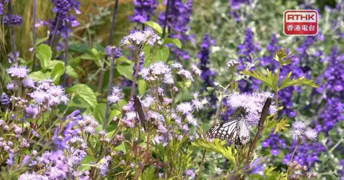 香港花卉展覽向公眾派發花卉活動結束