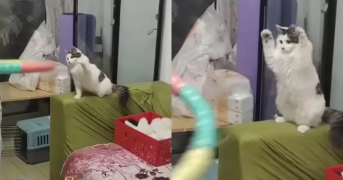 女飼主苦練呼拉圈瘦身無果卻累壞愛貓 網笑：人沒瘦貓瘦了