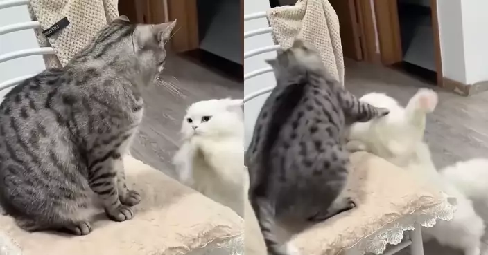 先禮後兵？白貓突然雙手合十求饒 虎斑貓愣在原地後慘遭偷襲