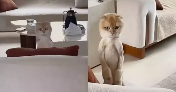 網傳影片「擬真貓抱枕梳化上動起來」其實係真貓  網民驚呼：點解可以咁假？