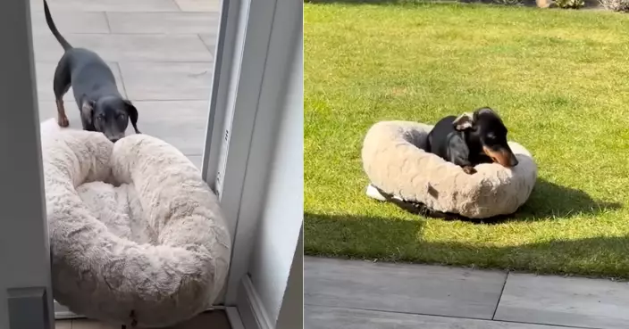 臘腸狗超愛曬太陽 見飼主沒反應「主動搬床出門做日光浴」：人類不能靠了