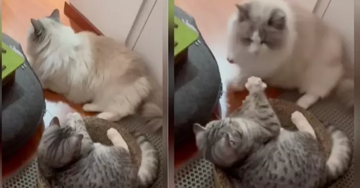 布偶貓溫柔勸說虎斑弟讓座見對方不聽話「直接用屁股撞飛」：識敬老愛幼嗎？