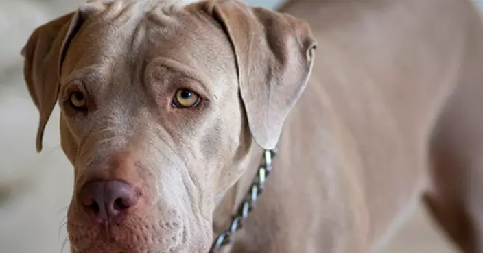 美國科羅拉多州驚現虐狗狂徒！熱狗腸藏毒品　兩犬誤食狂轉圈