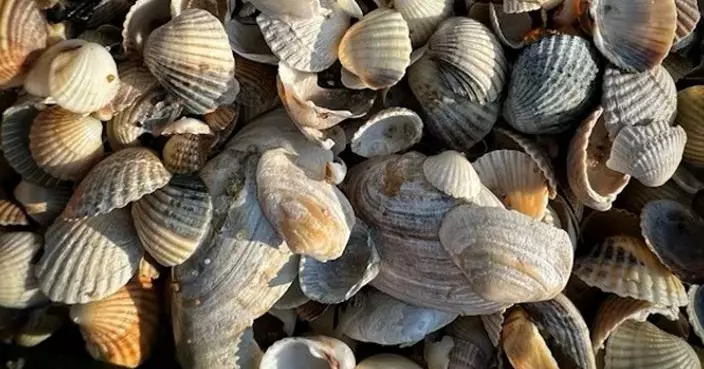 研究揭：1200年前人類食貝類 丟棄殘殼經年累月竟堆積成小島