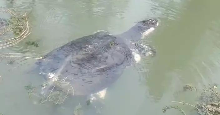 繁衍2.7億年「活化石」全球僅存2至3隻 「百歲斑鱉」蘇州動物園現蹤