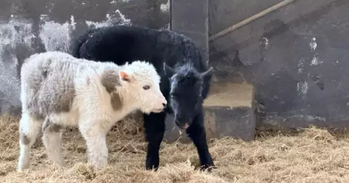 西藏成功批量克隆10頭氂牛 育種周期從20年壓縮至5年