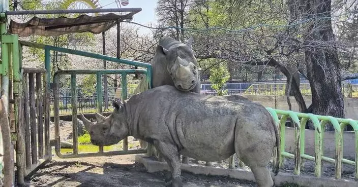 熊本動植物園飼養員遭逾1噸重黑犀牛衝撞重傷 顱骨及頸椎骨折