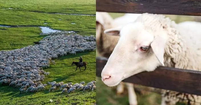 內蒙牧場招牧羊人放3千隻羊 月薪1.6萬人仔包吃住有WiFi 老闆指：要耐得住寂寞