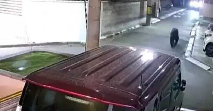 日仙台住宅區現野熊遊蕩 當局封鎖現場部署麻醉捕捉 籲居民減少外出